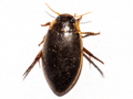 Rhantus suturalis